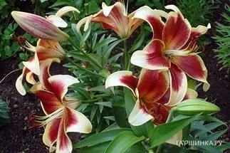 Лилия Ред Датч ОТ-гибрид/2шт