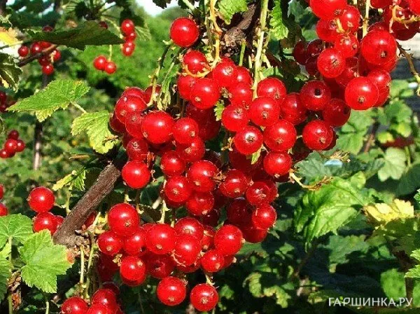 Смородина Джонкер Ван Тетс красная