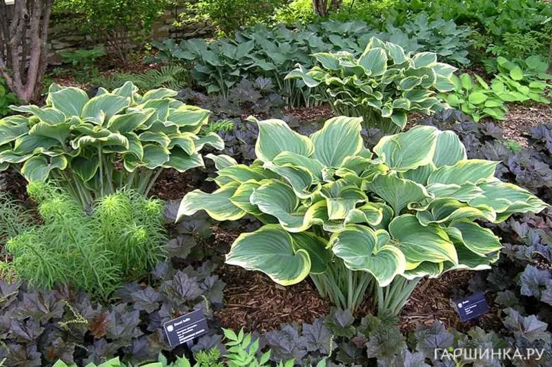 Хоста Сагае (VL)