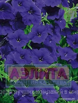 Петуния суперкаскадная синяя F1