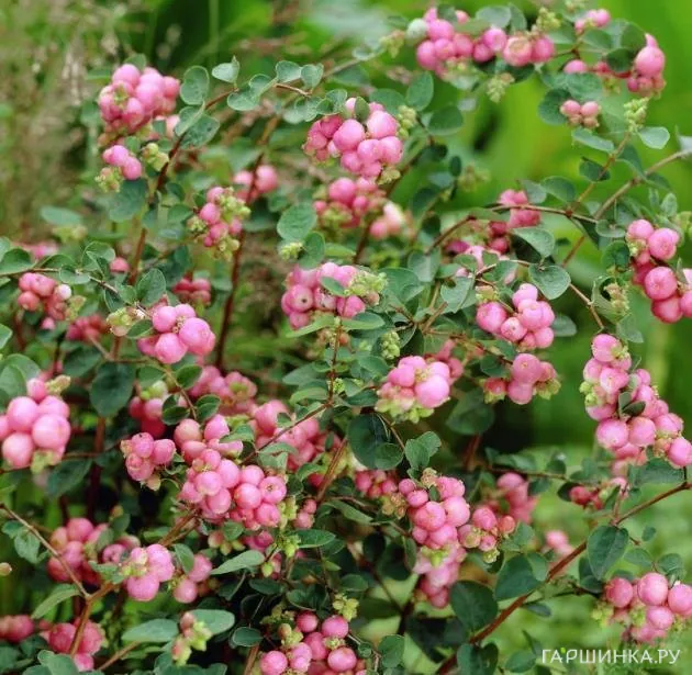 Снежноягодник Мазер оф перл