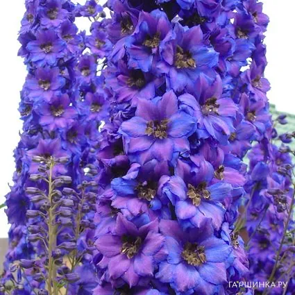 Дельфиниум Пацифик Блэк Найт