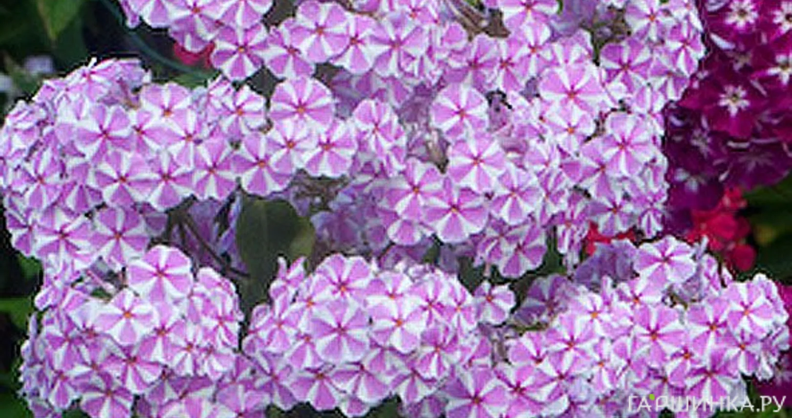 Флокс Наташа пирамидальный