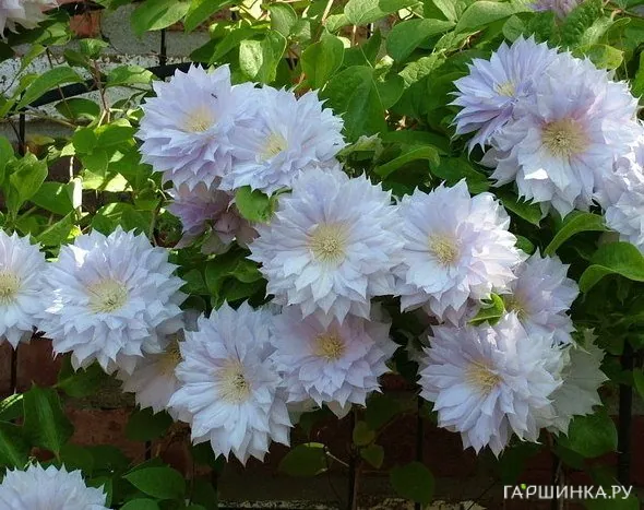 Клематис Бель оф Вокинг махровый (2)