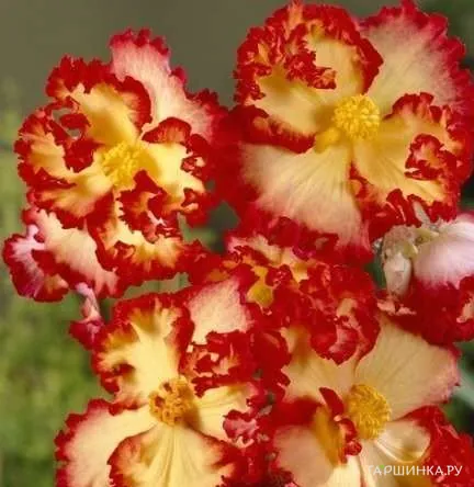 Бегония Криспа Маргината Йелоу/Ред