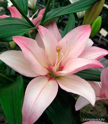 Лилия Бэнтли азиатская махровая /2 шт