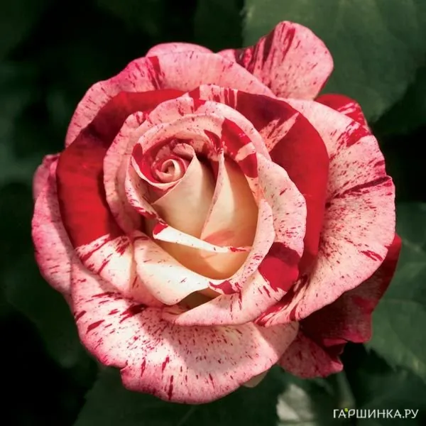 Роза Рок энд Ролл флорибунда, Викс (лиц)