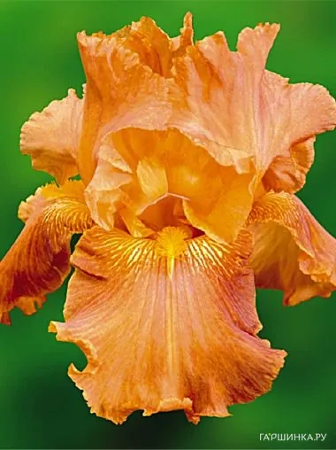 Ирис бородатый Деп оф Филд