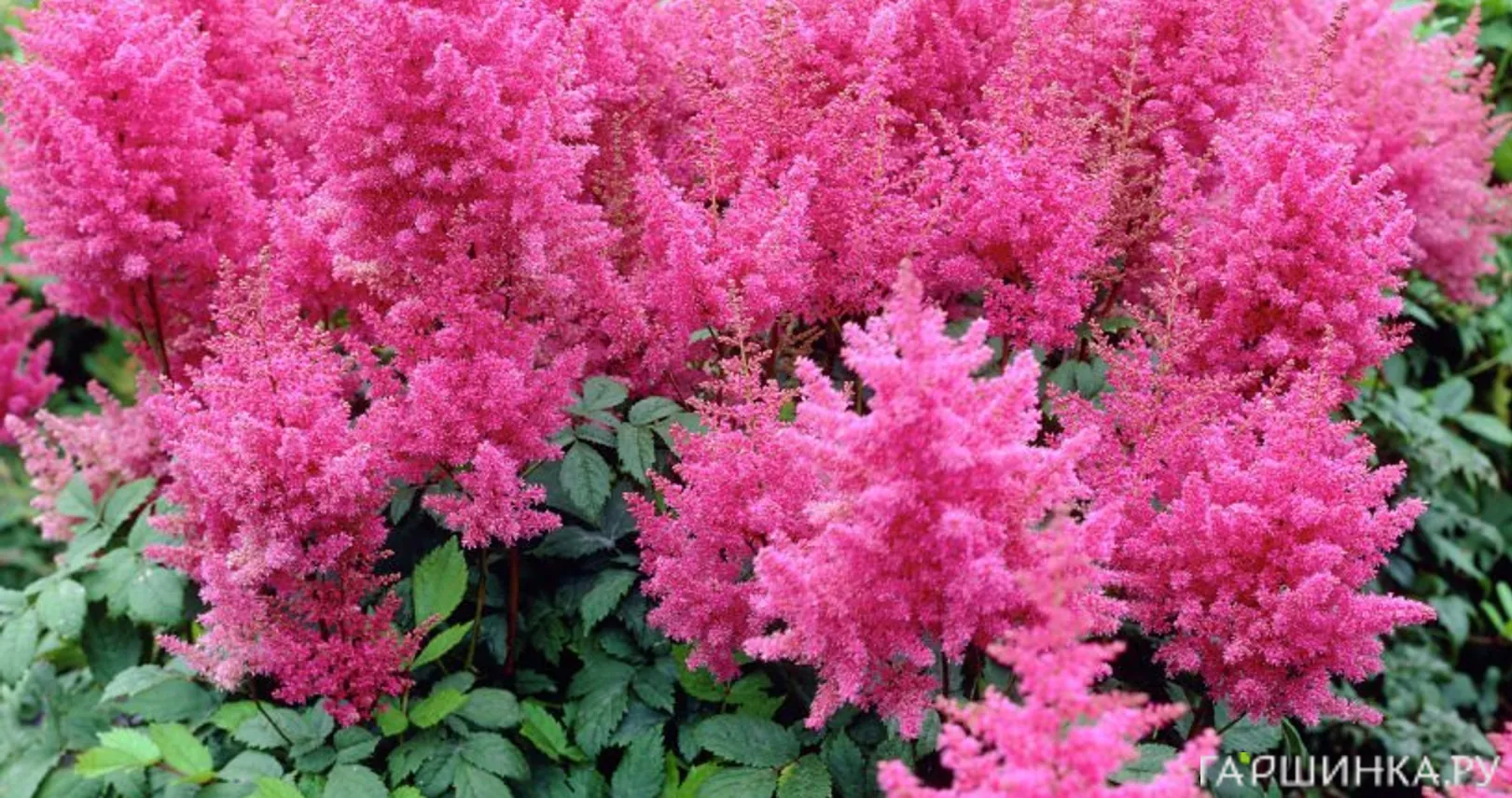 Астильба Арендса Федерзе