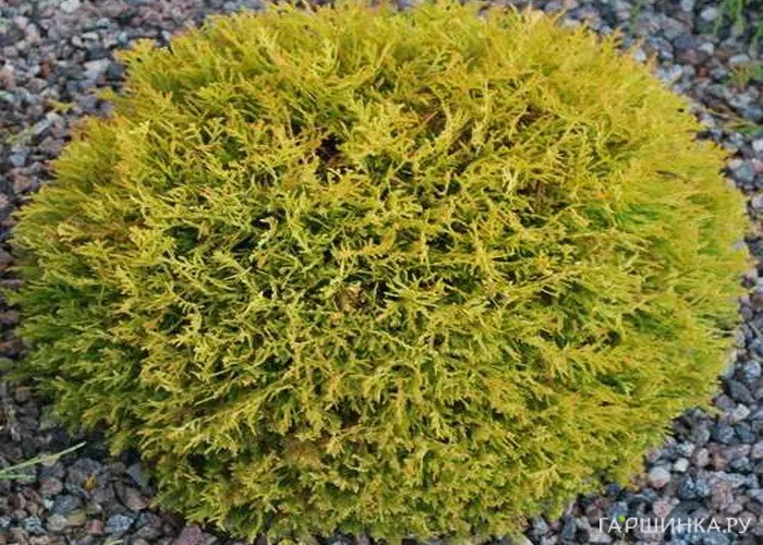 Туя Даника Ауреа шаровидная