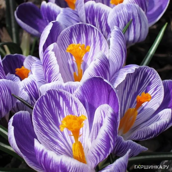 Крокус Пиквик 10 шт