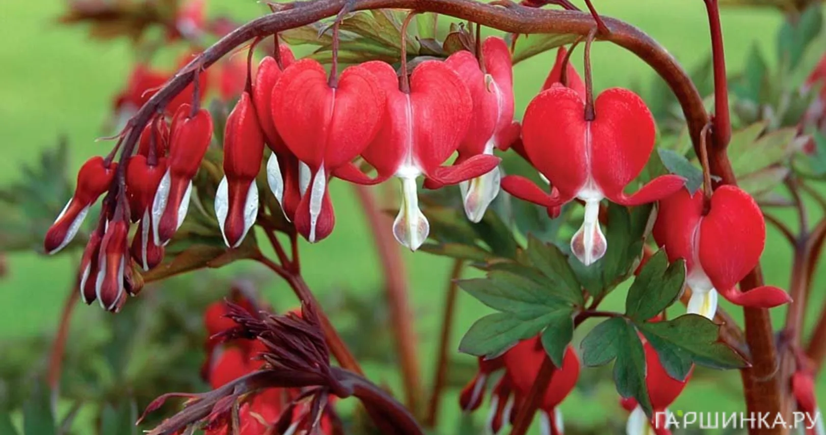 Дицентра Валентайн