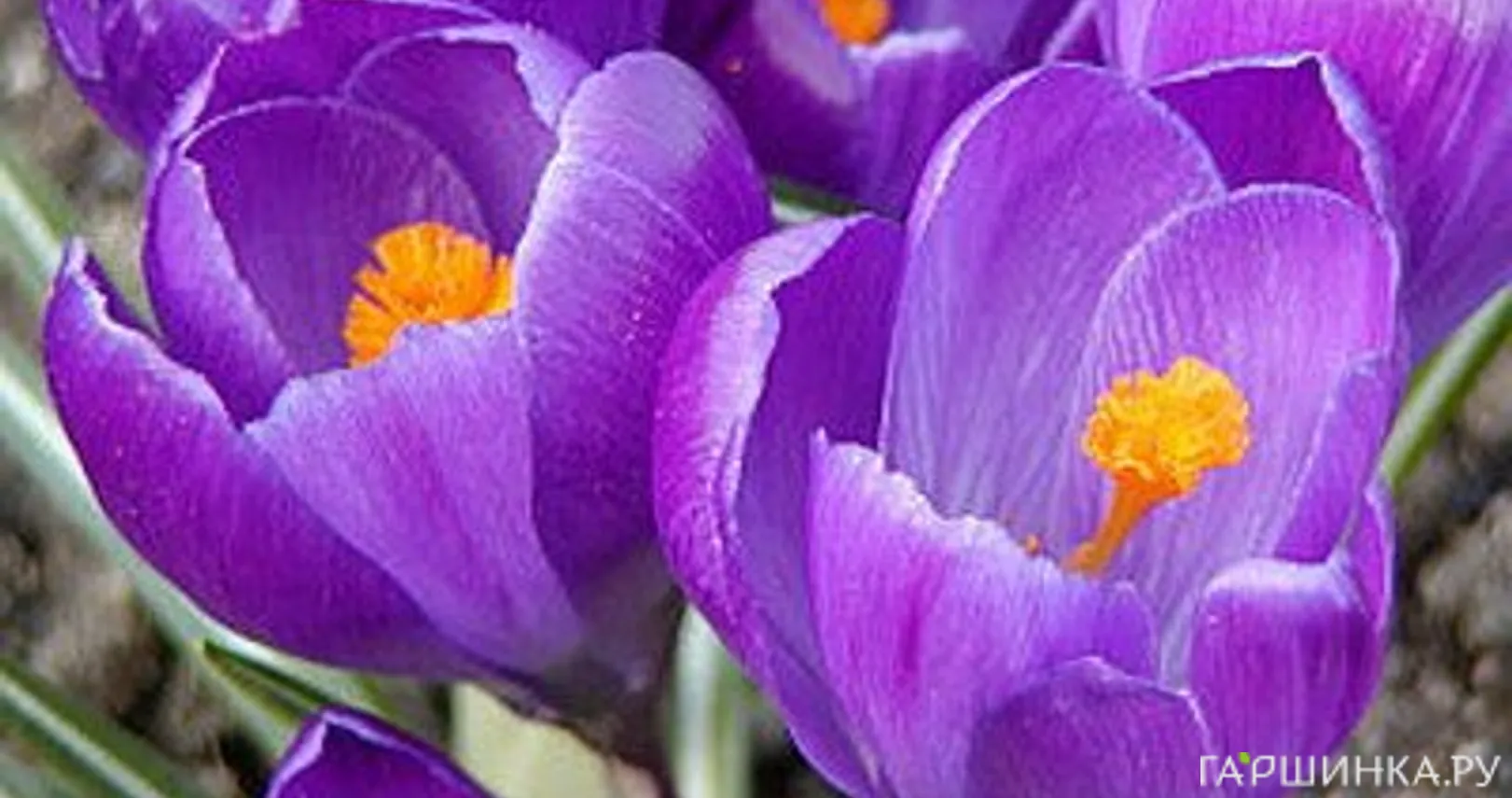 Крокус Ремембранс 10 шт