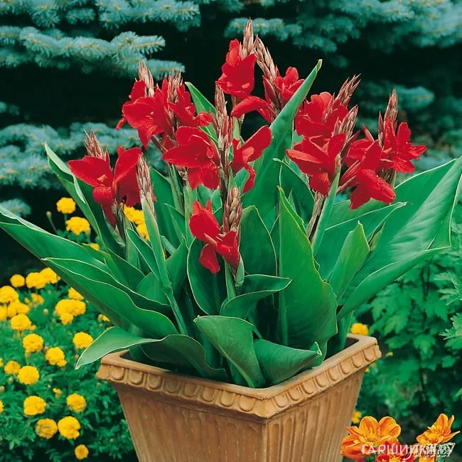 Канна Черри Ред