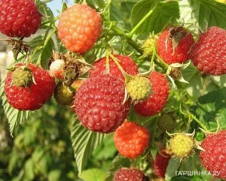 Малина Оттава