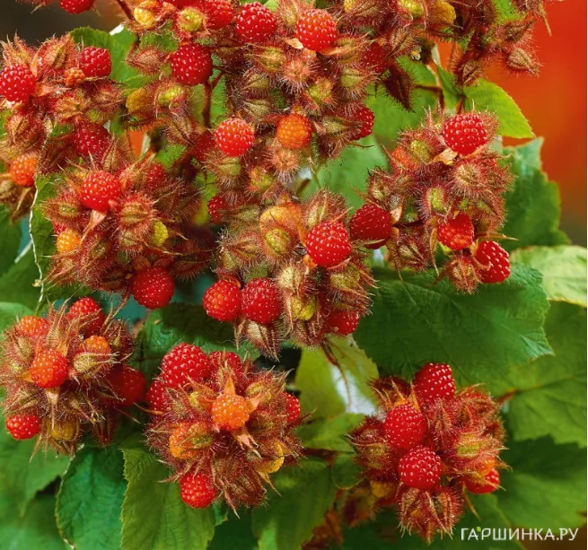 Малина японская