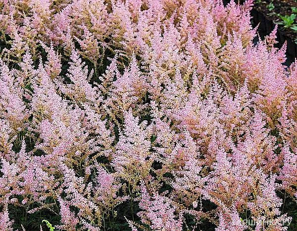 Астильба простолистная Хенни Графланд