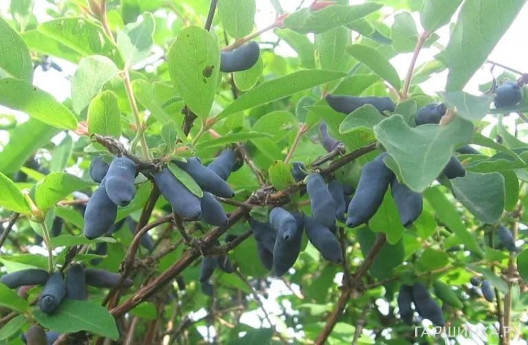 Жимолость Сильгинка