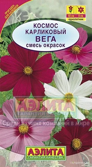 Космос Вега карликовый, смесь окрасок