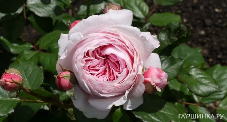 Роза Джефф Гамильтон, Д.Остин кустарниковая (лиц)