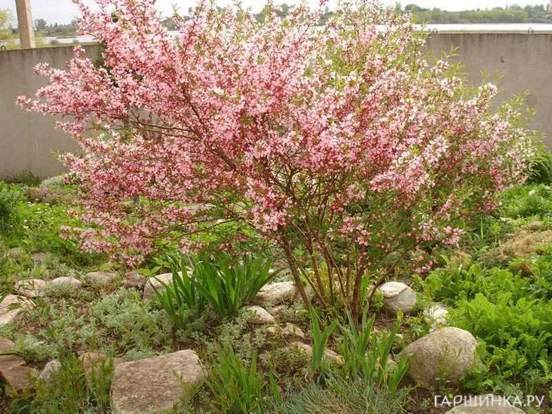 Миндаль Руслана