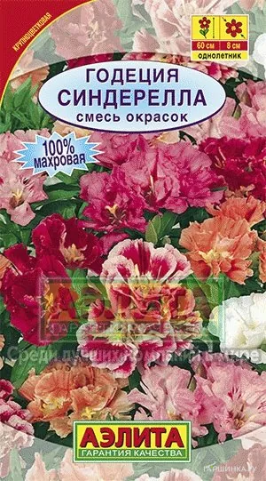 Годеция Синдерелла ц/п