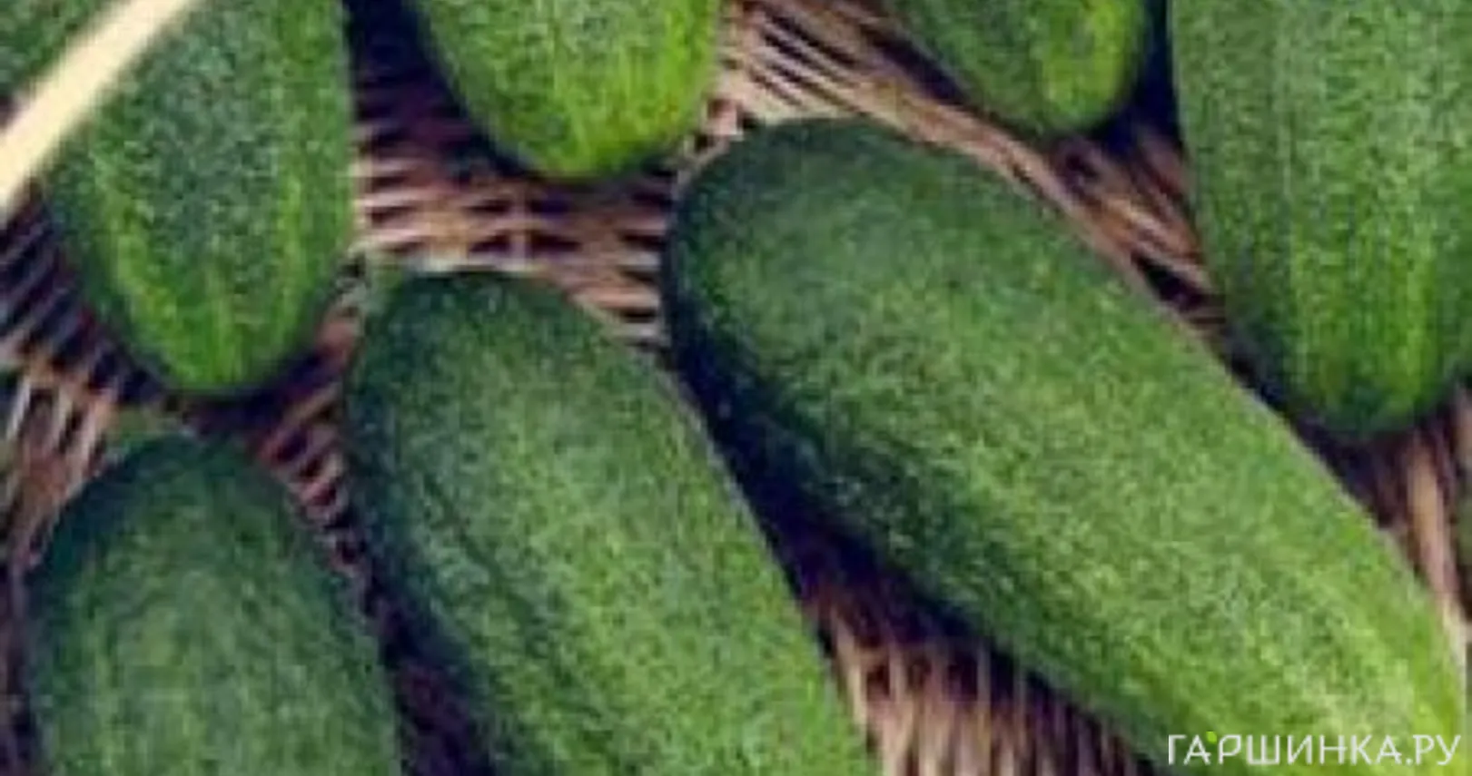 Огурец Гармонист F1 10 шт.корнишон