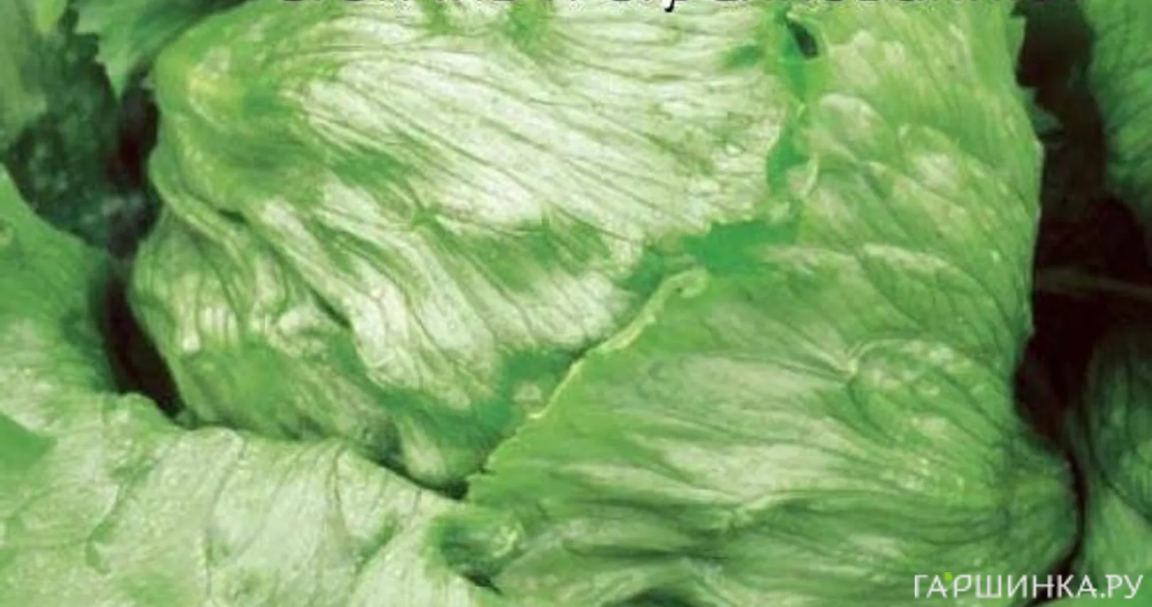 Салат кочанный Айсберг