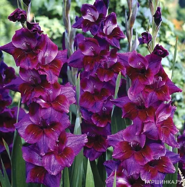 Гладиолус Вельвет Айз