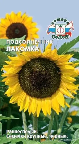 Подсолнечник Лакомка (Евро, 5