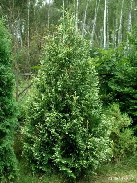 Туя Сильвер Смарагд западная