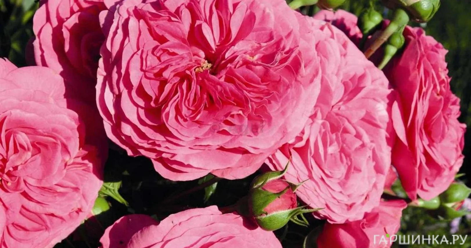 Роза Баронесса флорибунда, Тантау (лиц)