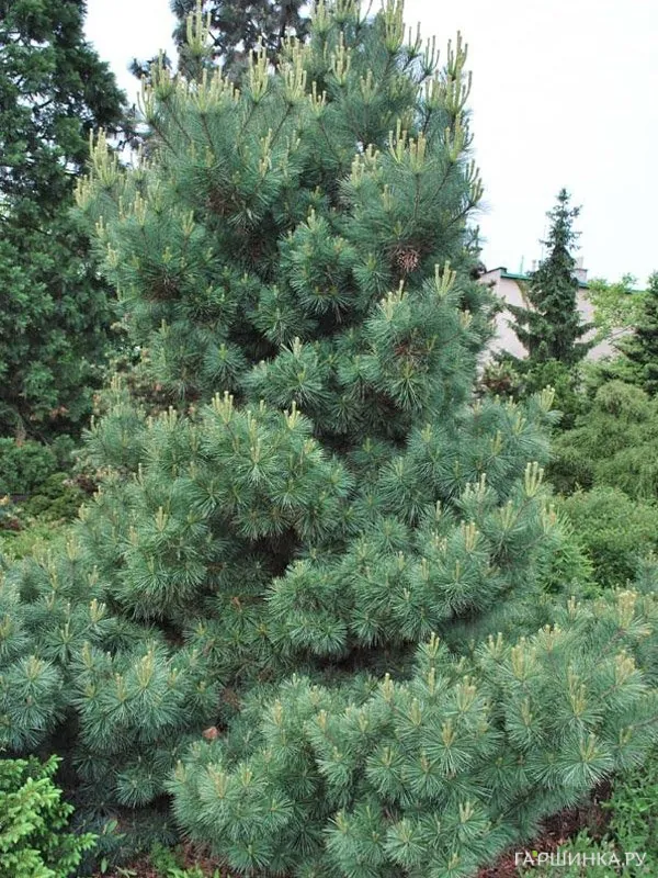 Сосна Веймутова