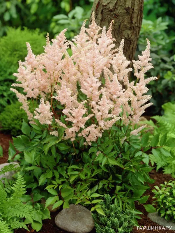 Астильба японская Пич Блоссум