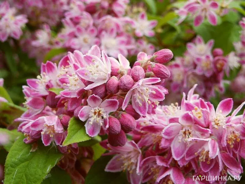 Дейция Строуберри Филдс