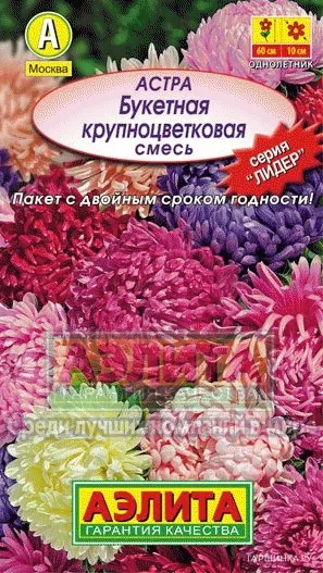 Астра Букетная крупноцветковая, Лидер