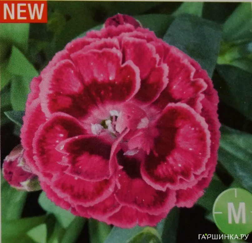 Гвоздика Роуз Ред