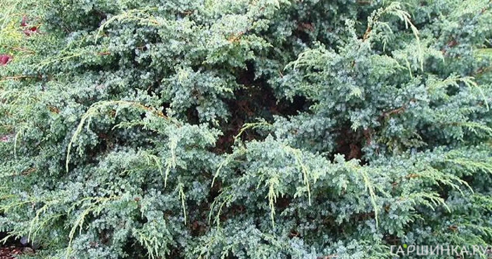 Можжевельник чешуйчатый Мейери