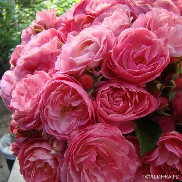 Роза Валферданге мускусная, Ленс (лиц)