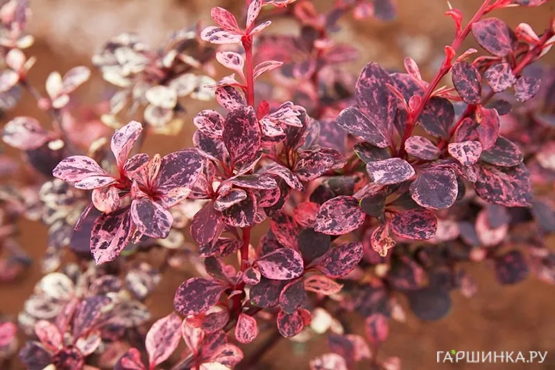 Барбарис Тунберга Арлекин