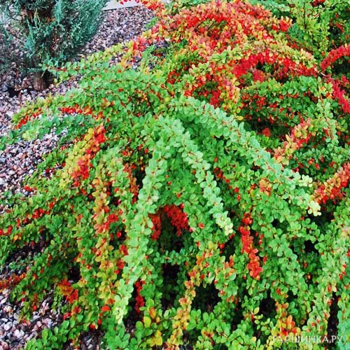Барбарис Тунберга Грин Карпет