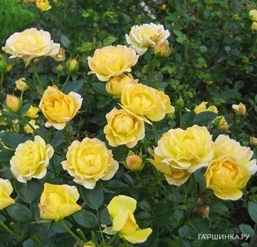 Роза Еллоу Фейри почвопокровная, Топалович (лиц)