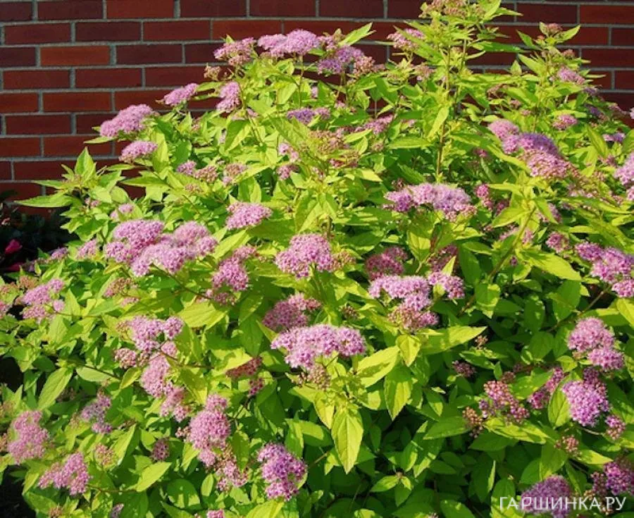 Спирея японская Голден Принцесс