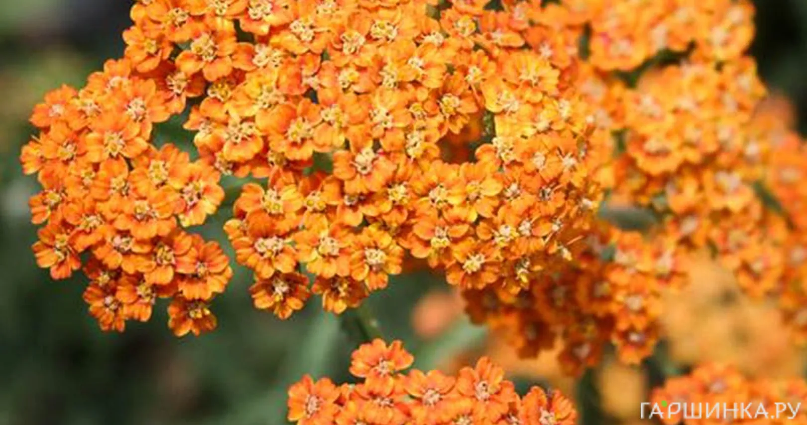 Тысячелистник Терракота