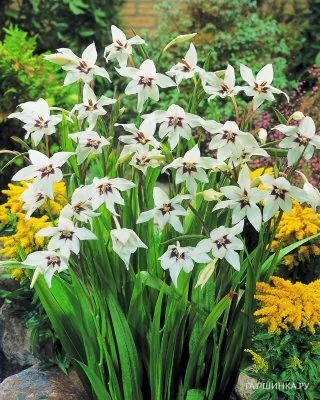 Ацидантера Мюриэл 10шт