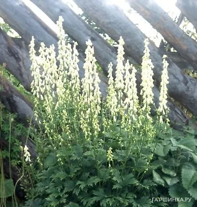 Аконитум Alba 2шт.