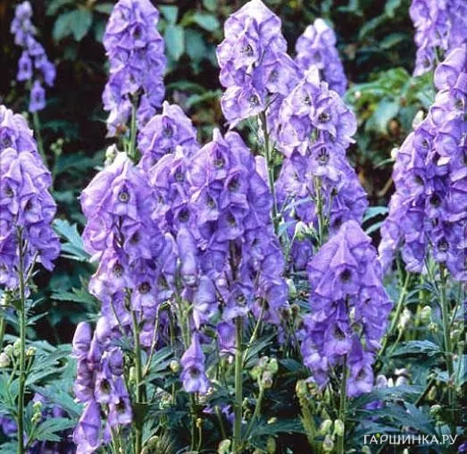 Аконитум Carm. Arendsii 2шт.