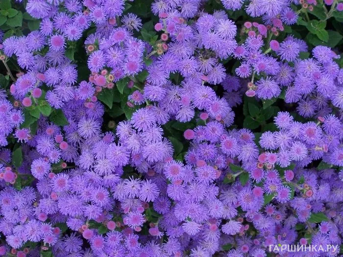 Агератум Голубая муфточка* 0,1 г Уд. с.