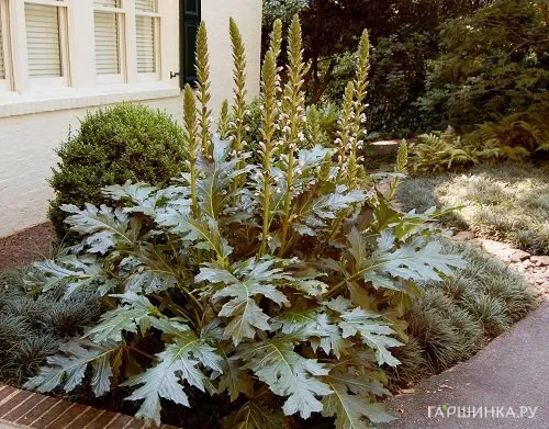 Акант моллис (Медвежья лапа)