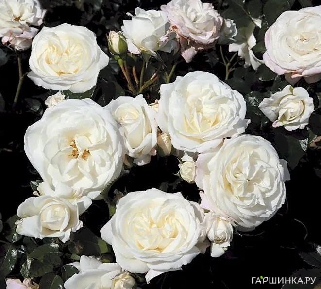 Роза Алабастер флорибунда, Тантау (лиц)